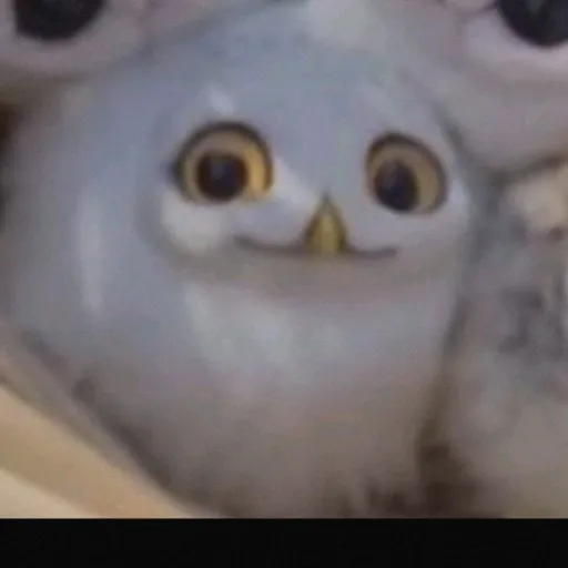 creator ˚ʚ♡ɞ₊ st4rz₊˚ʚ♡ɞ's avatar