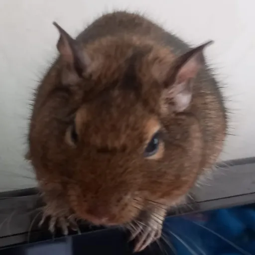 memory with ai character: talkie