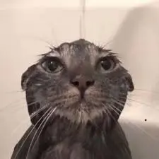 creator ✯✢Okaen✢✯'s avatar