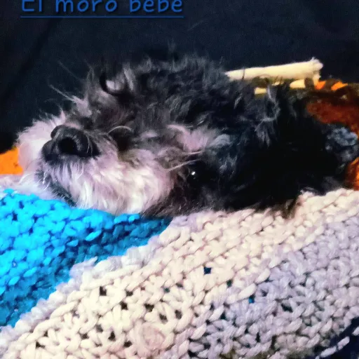 creator Francis-_-'s avatar