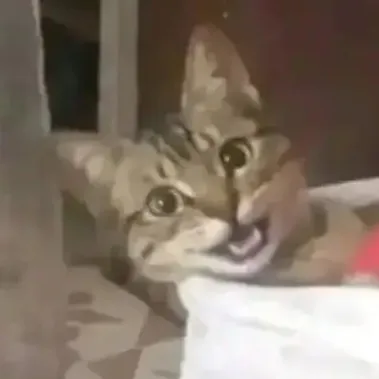 creator 🥀°•~Valeria~•°🥀's avatar