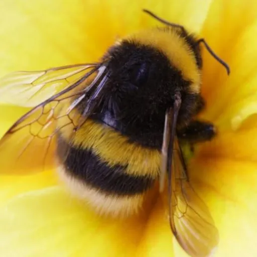 creator bumblebee_buzz's avatar