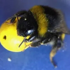 creator bumblebee_buzz's avatar