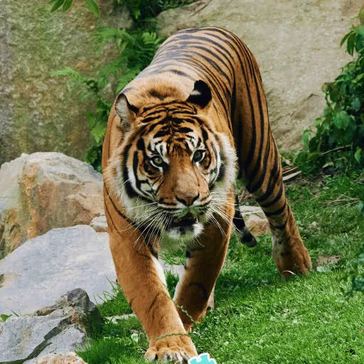 creator LaylaGrey's avatar