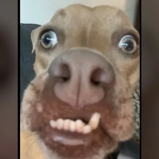 creator Pillow :3's avatar