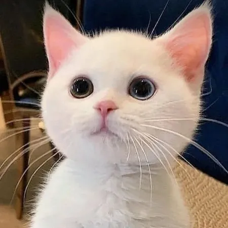 creator Sophia_45yay22's avatar