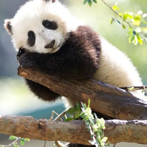 creator 🎀Rosie the Panda🎀's avatar