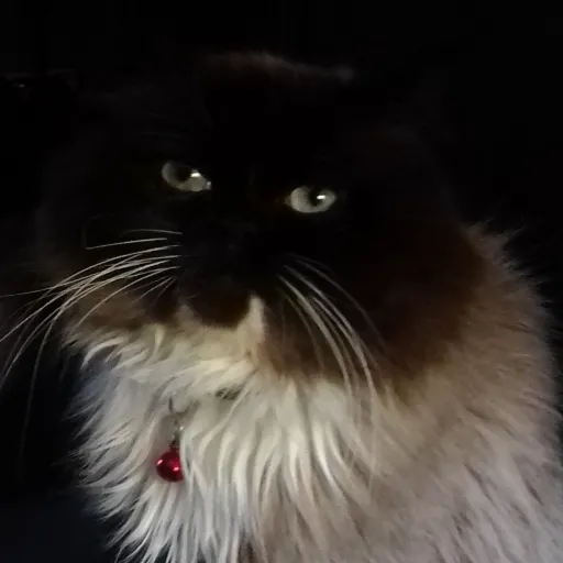 creator miriguay's avatar