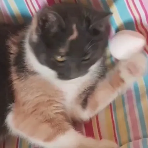 creator Heddas owner's avatar