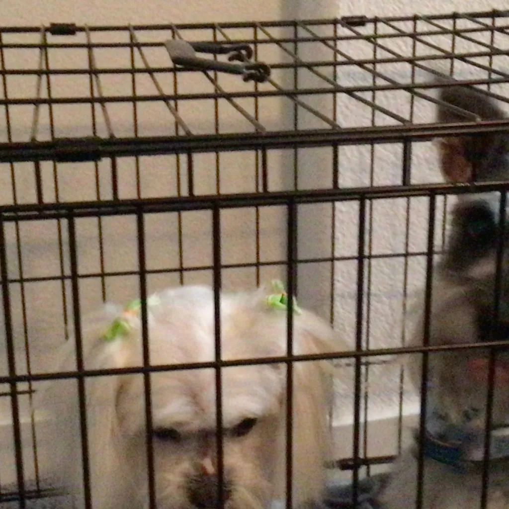 chat with ai character: *+ scream at me+*