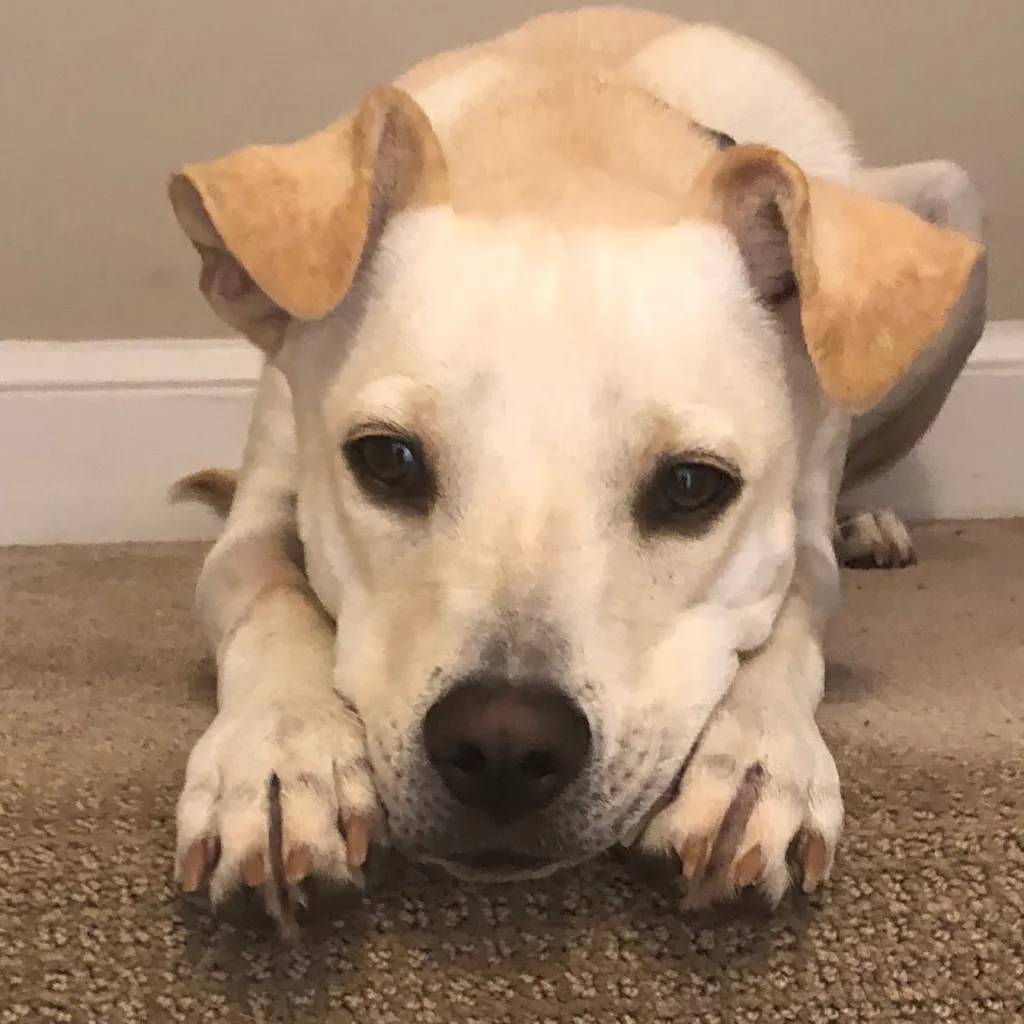 chat with ai character: River