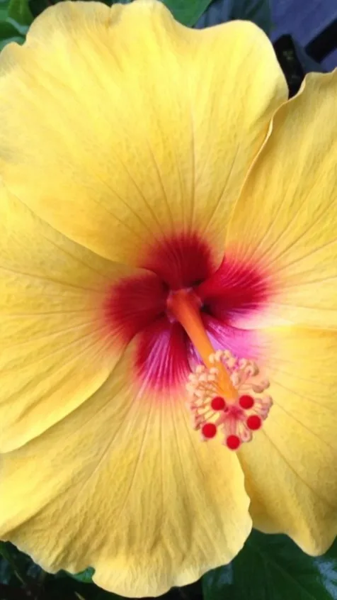 ai character: Mariel background