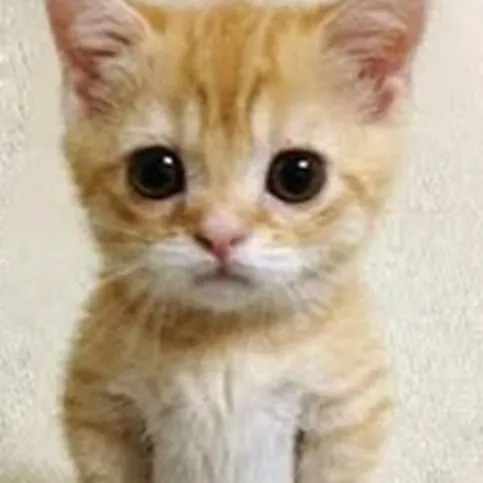 creator シMayz's avatar