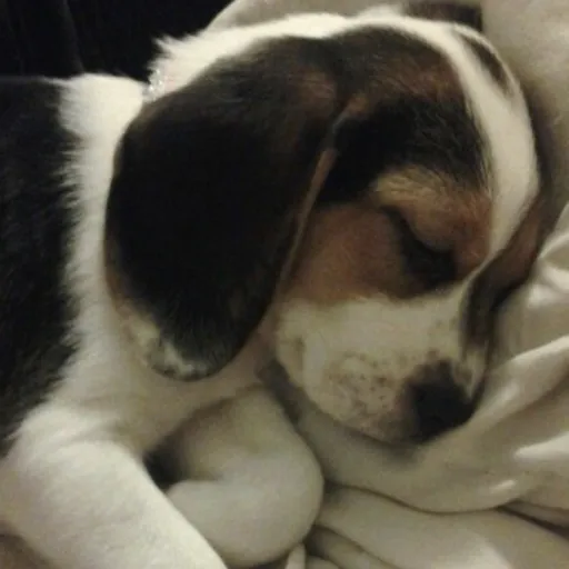 creator Reyola30's avatar