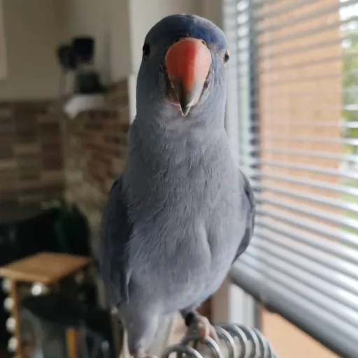 creator ⛧Ice Cube ⛧'s avatar