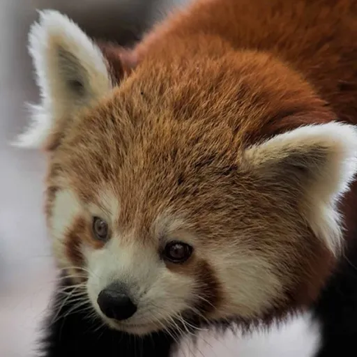 creator idk_6796's avatar