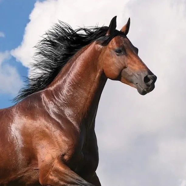 chat with ai character: Mangrove Ranch