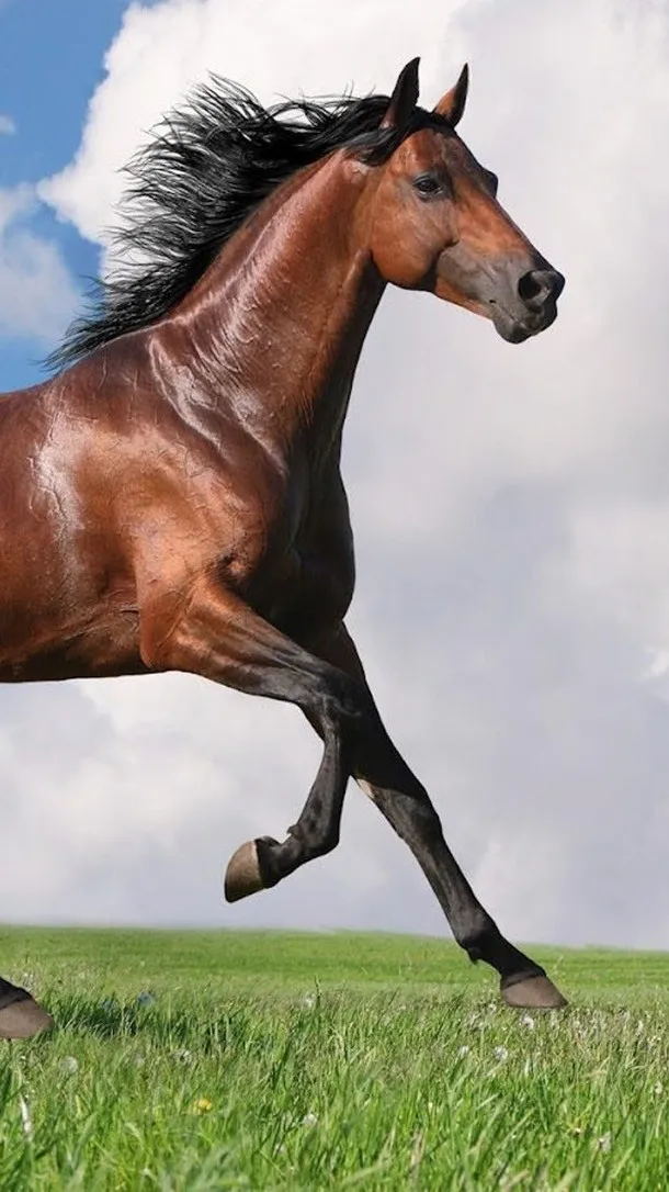 ai character: Mangrove Ranch background