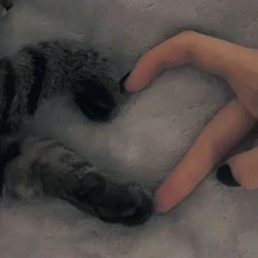 creator Catalina •'s avatar