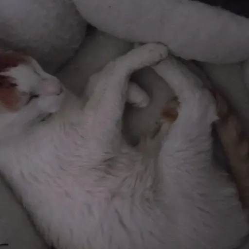 creator kaydence🇨🇦🩷🩵💜😺🐈⚽️🎨's avatar