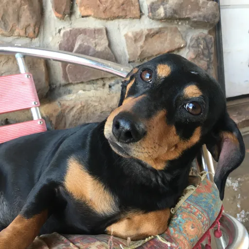 talkie's author avatar