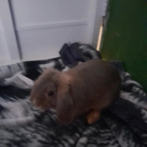 creator DON CHAKETAS's avatar