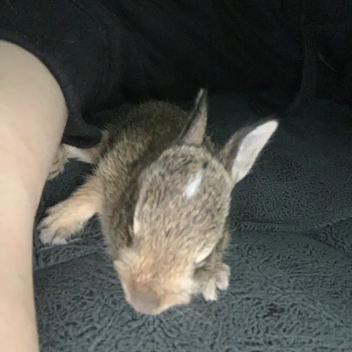 creator Car_car_car's avatar