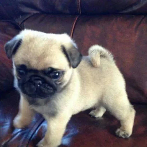 creator Andrew_fall_out 4's avatar