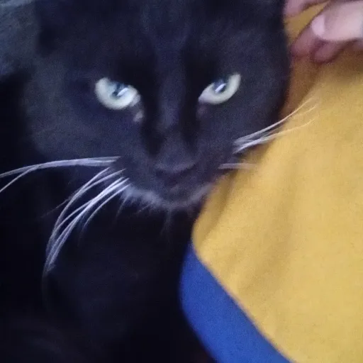 creator kid party's avatar