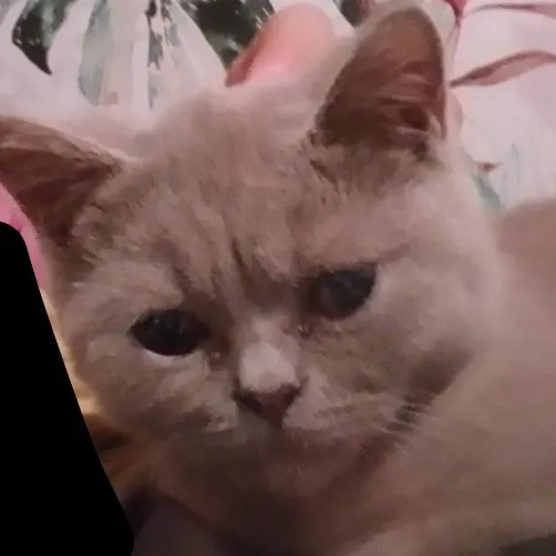 creator 😁🥰😘🤣!BakuGojo!🤣😁🥰😘's avatar