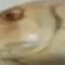 chat with ai character: bfdi school