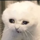 creator Mr. Bald Dog's avatar