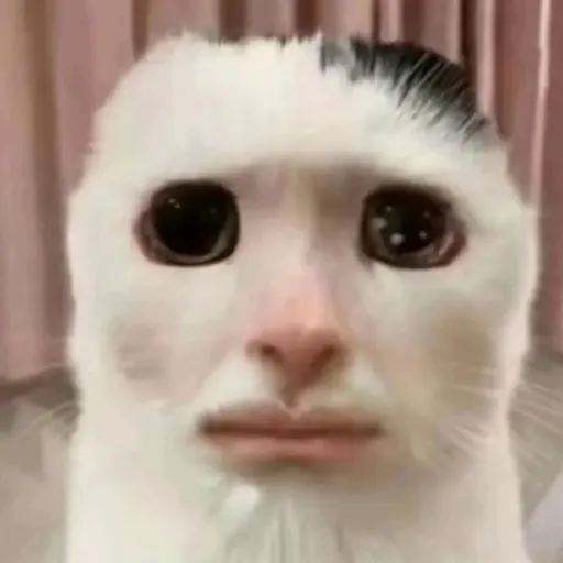 creator Ur local yapper's avatar