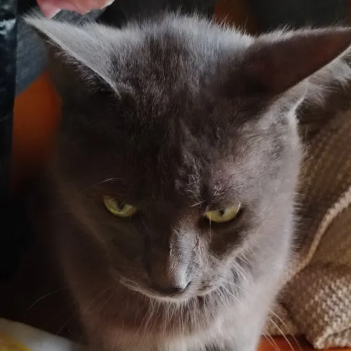 creator AiDirectory's avatar