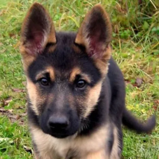 creator Puppy_m00n_554's avatar