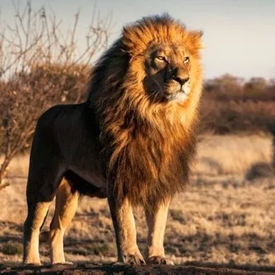 creator Axeler450's avatar