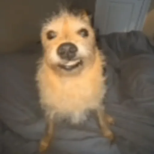 creator Deewoo111's avatar