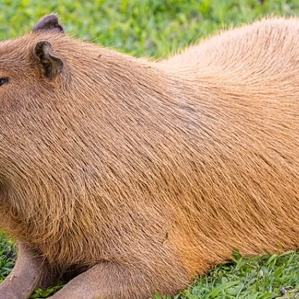 chat with ai character: capybara