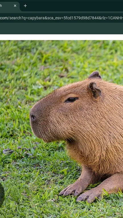 ai character: capybara background