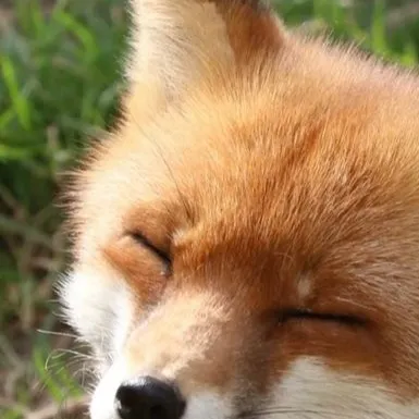 chat with ai character: random fox