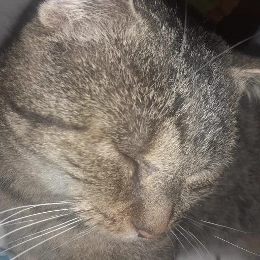 creator get gajined's avatar