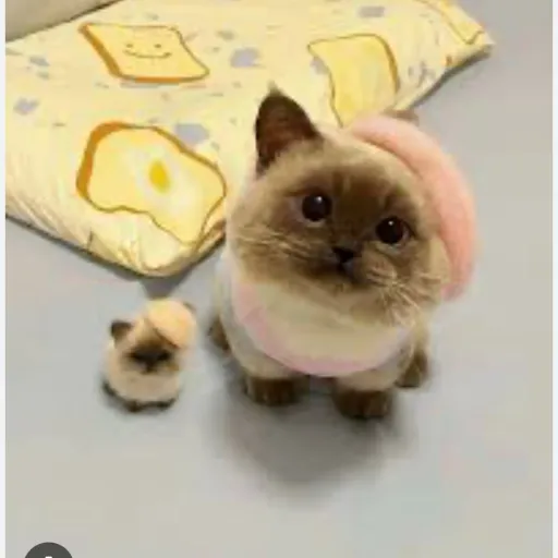 creator Allison555's avatar