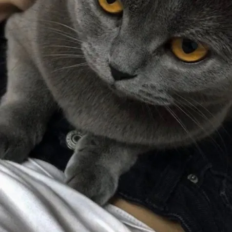 creator cinnamon_svn's avatar