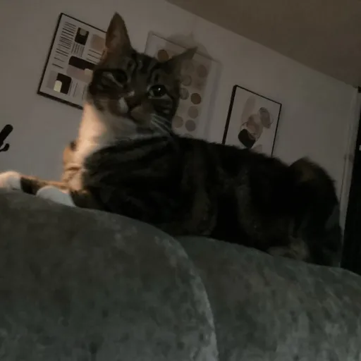 talkie's author avatar