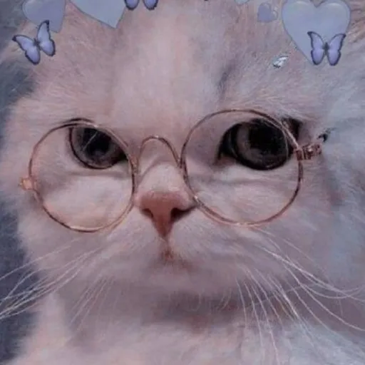 creator 🌸mia the blossom🌸's avatar