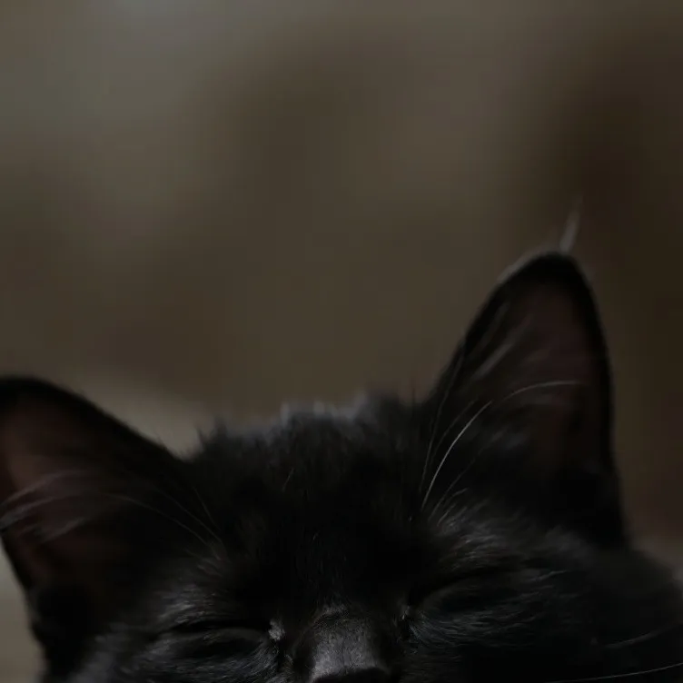 chat with ai character: I'M BACK