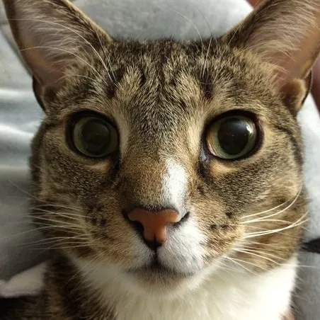 creator loafing car's avatar