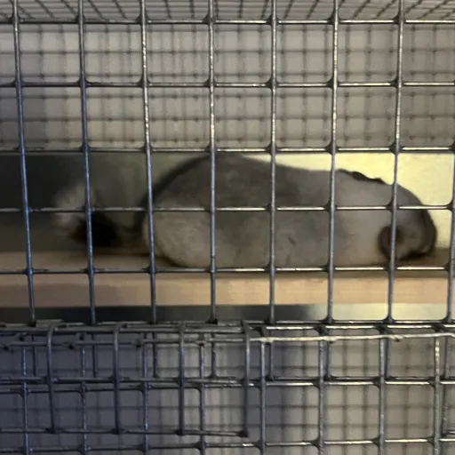 creator Casper the champ 1's avatar