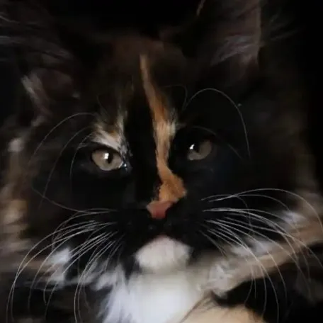 creator Spooky_cat14's avatar