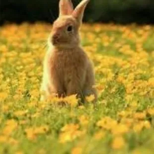 creator Creamy-bunnycute:3's avatar